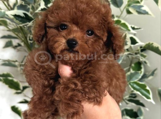Toy Poodle Bebekler