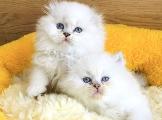 Bu kalite yok maviş british longhair bebeklerim