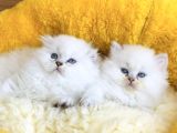Bu Kalite Yok Maviş British Longhair Bebeklerim