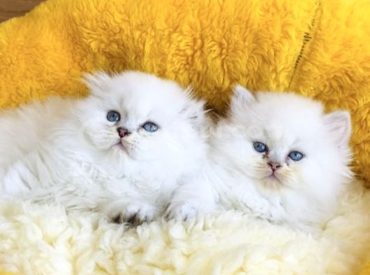 Bu Kalite Yok Maviş British Longhair Bebeklerim görsel