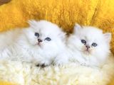 Bu Kalite Yok Maviş British Longhair Bebeklerim