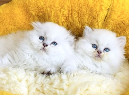 Bu Kalite Yok Maviş British Longhair Bebeklerim görsel
