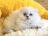 Bu Kalite Yok Maviş British Longhair Bebeklerim