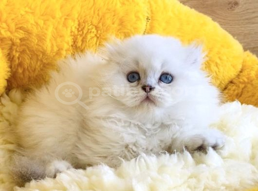 Bu Kalite Yok Maviş British Longhair Bebeklerim görsel