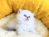 Bu Kalite Yok Maviş British Longhair Bebeklerim