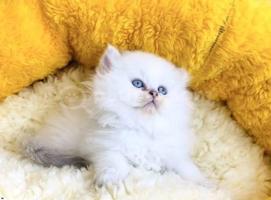 Bu Kalite Yok Maviş British Longhair Bebeklerim görsel
