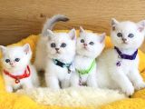 A Kalite Maviş Point British Shorthair Bebeklerim