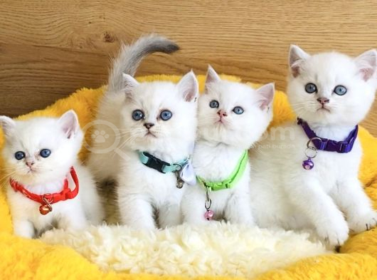 A Kalite Maviş Point British Shorthair Bebeklerim görsel