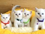 A kalite maviş point british shorthair bebeklerim