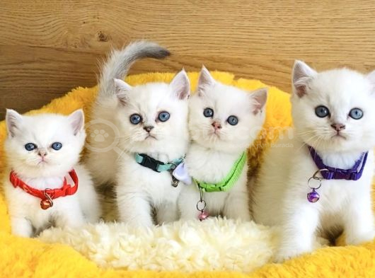 A kalite maviş point british shorthair bebeklerim