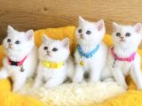 A Kalite Maviş Point British Shorthair Bebeklerim