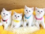 A Kalite Maviş Point British Shorthair Bebeklerim