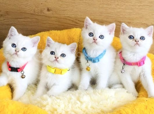 A Kalite Maviş Point British Shorthair Bebeklerim görsel