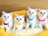 A Kalite Maviş Point British Shorthair Bebeklerim