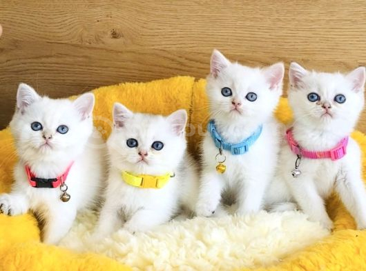 A Kalite Maviş Point British Shorthair Bebeklerim görsel