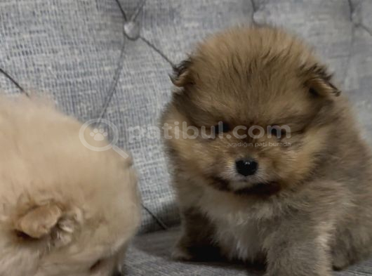 A Kalite Pomeranian Boo Ayı Surat Yavrular