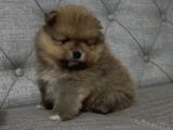 A Kalite Pomeranian Boo Ayı Surat Yavrular