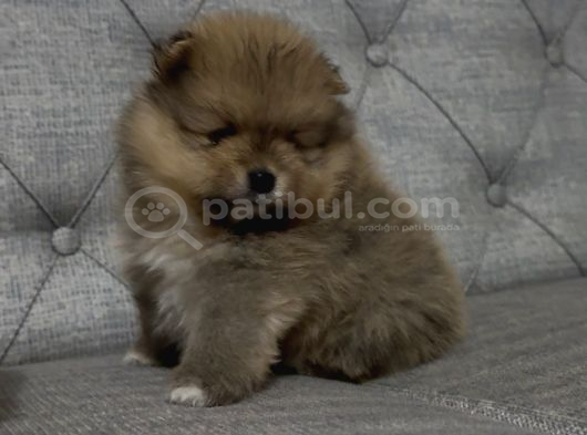 A Kalite Pomeranian Boo Ayı Surat Yavrular görsel
