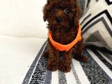 Ruhsatli Çi̇ftli̇ği̇mi̇zden Orji̇nal Safkan Poodle Bebekleri̇