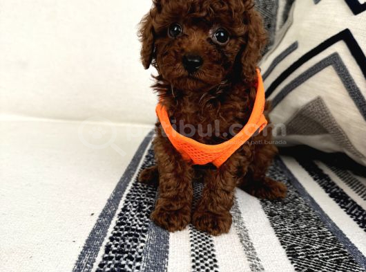Ruhsatli Çi̇ftli̇ği̇mi̇zden Orji̇nal Safkan Poodle Bebekleri̇ görsel