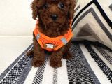 Ruhsatli Çi̇ftli̇ği̇mi̇zden Orji̇nal Safkan Poodle Bebekleri̇