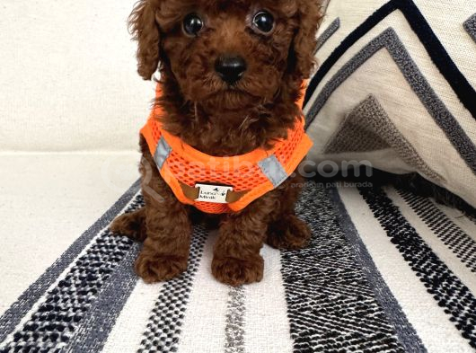Ruhsatli Çi̇ftli̇ği̇mi̇zden Orji̇nal Safkan Poodle Bebekleri̇ görsel