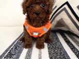 Ruhsatli Çi̇ftli̇ği̇mi̇zden Orji̇nal Safkan Poodle Bebekleri̇