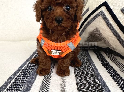 Ruhsatli Çi̇ftli̇ği̇mi̇zden Orji̇nal Safkan Poodle Bebekleri̇ görsel