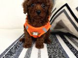 RUHSATLI ÇİFTLİĞİMİZDEN ORJİNAL SAFKAN POODLE BEBEKLERİ