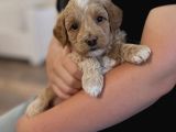 IRK GARANTİLİ MALTİPOO YAVRULARIM
