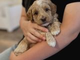 Irk Garanti̇li̇ Malti̇poo Yavrularim