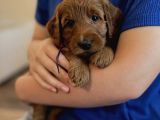 KIZIL SAFKAN MALTİPOO BEBEKLER
