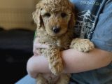 IRK GARANTİLİ POODLE YAVRULARIMIZ