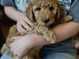 Irk Garanti̇li̇ Poodle Yavrularimiz