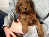 MİNİK MALTİPOO BEBEKLERİMİZ