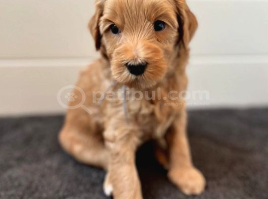 Maskeli̇ Malti̇poo Yavrularimiz görsel