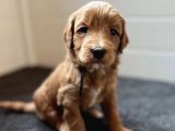 MASKELİ MALTİPOO YAVRULARIMIZ