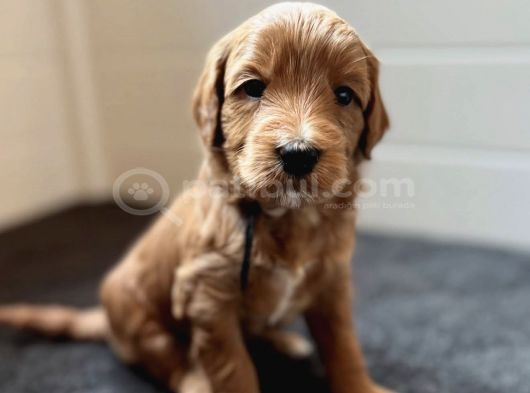 Maskeli̇ Malti̇poo Yavrularimiz