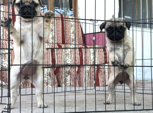 Kali̇teli̇ Pug Di̇şi̇ görsel