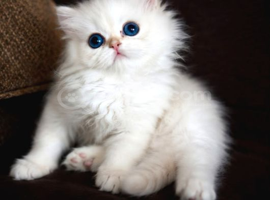 Show Kalite British Longhair Golden Point görsel