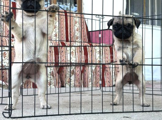 Kali̇teli̇ Pug Di̇şi̇ görsel