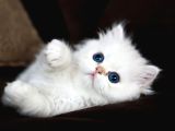 Show Kalite British Longhair Golden Point