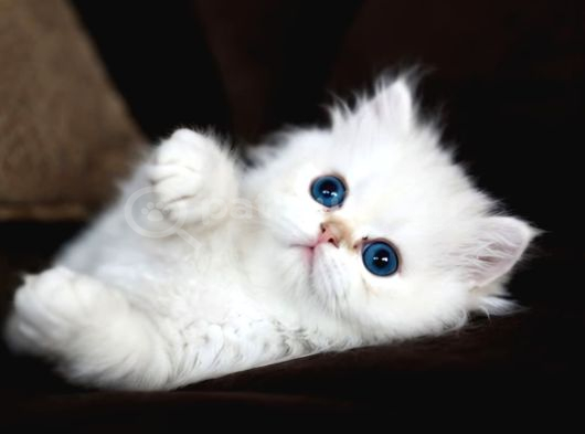 Show Kalite British Longhair Golden Point görsel