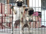 Kali̇teli̇ Pug Di̇şi̇