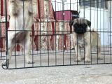 KALİTELİ PUG DİŞİ