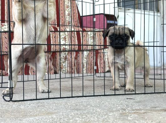 Kali̇teli̇ Pug Di̇şi̇