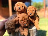 Ruhsatlı çiftliğimizden En güzeli En özeli  Toy Poodle Yavruları Kg Garantili