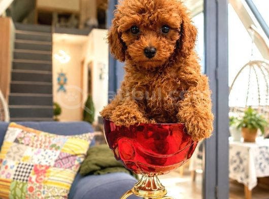Toy Poodle Ve Teacup Red Yavrular Yeni Ailelerini Bekliyor görsel