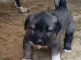 Orjinal Kangal Yavruları