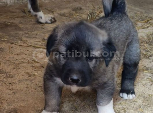 Orjinal Kangal Yavruları görsel